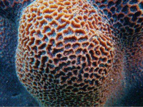 Coral Platygyra
